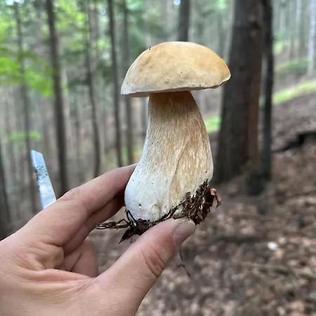 Pod Polanka