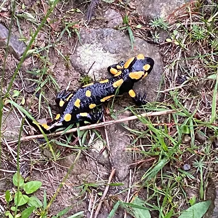 Konukevi Pod Polanka Korbielów