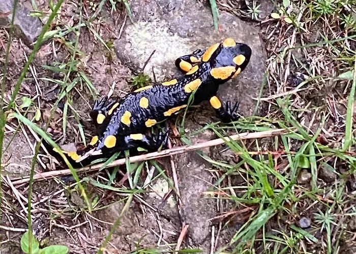 بيت ضيافة Pod Polanka كوربييلوف