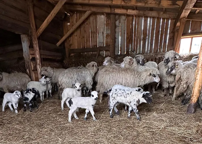 بيت ضيافة Pod Polanka